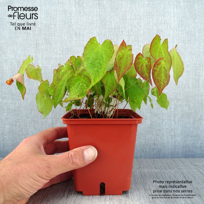 Example of Epimedium rubrum Galadriel - Fleur des Elfes Pot de 1L/1,5L as you get in printemps
