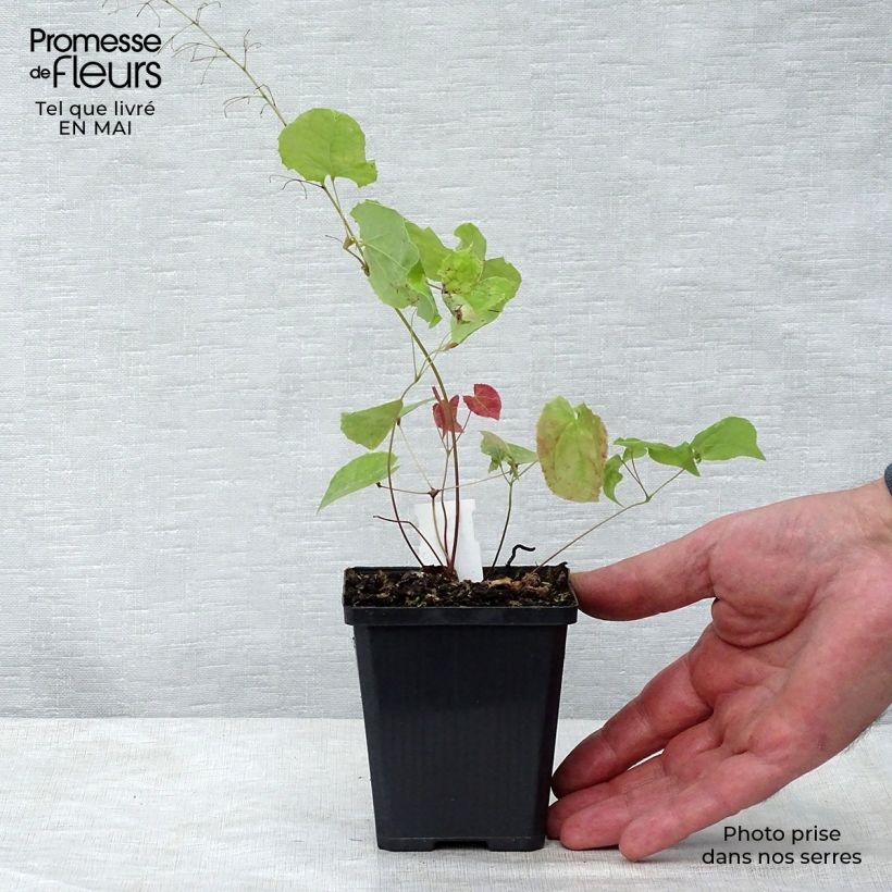 Spécimen de Epimedium stellulatum Wudang Star - Fleur des Elfes Godet de 8/9 cm tel que livré au printemps