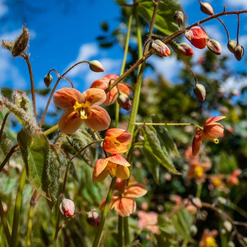 Epimedium warleyense - Fleur des Elfes (Flowering)