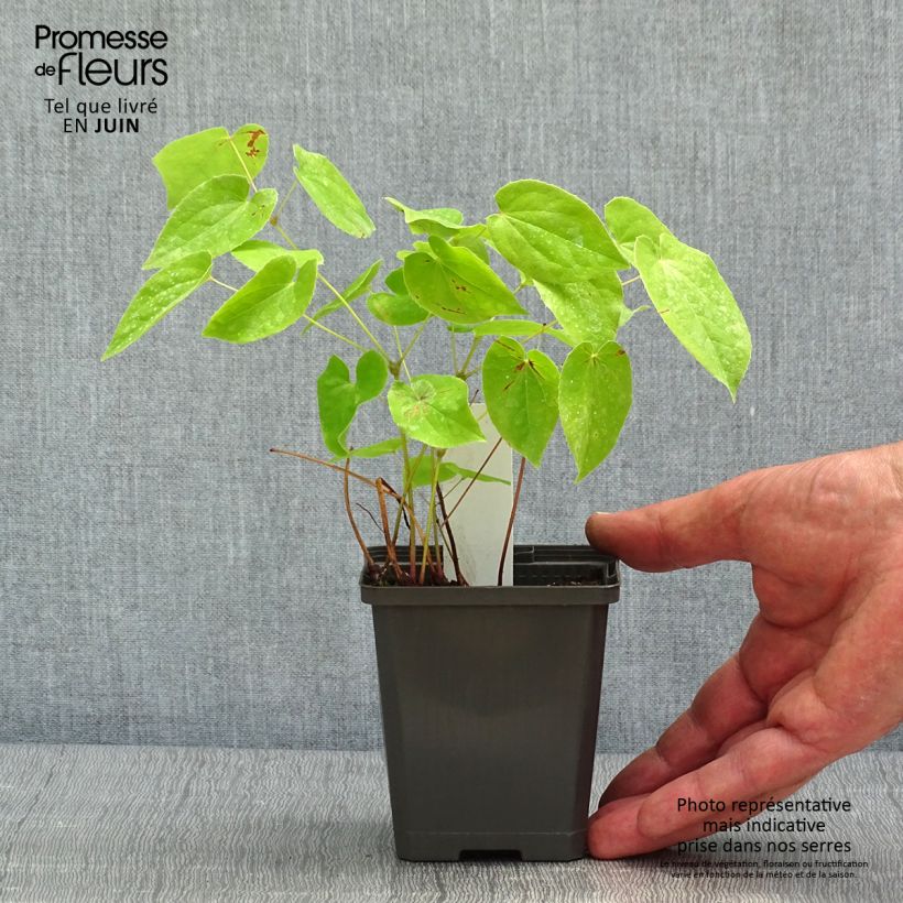 Example of Epimedium warleyense - Fleur des Elfes Godet de 8/9 cm as you get in printemps