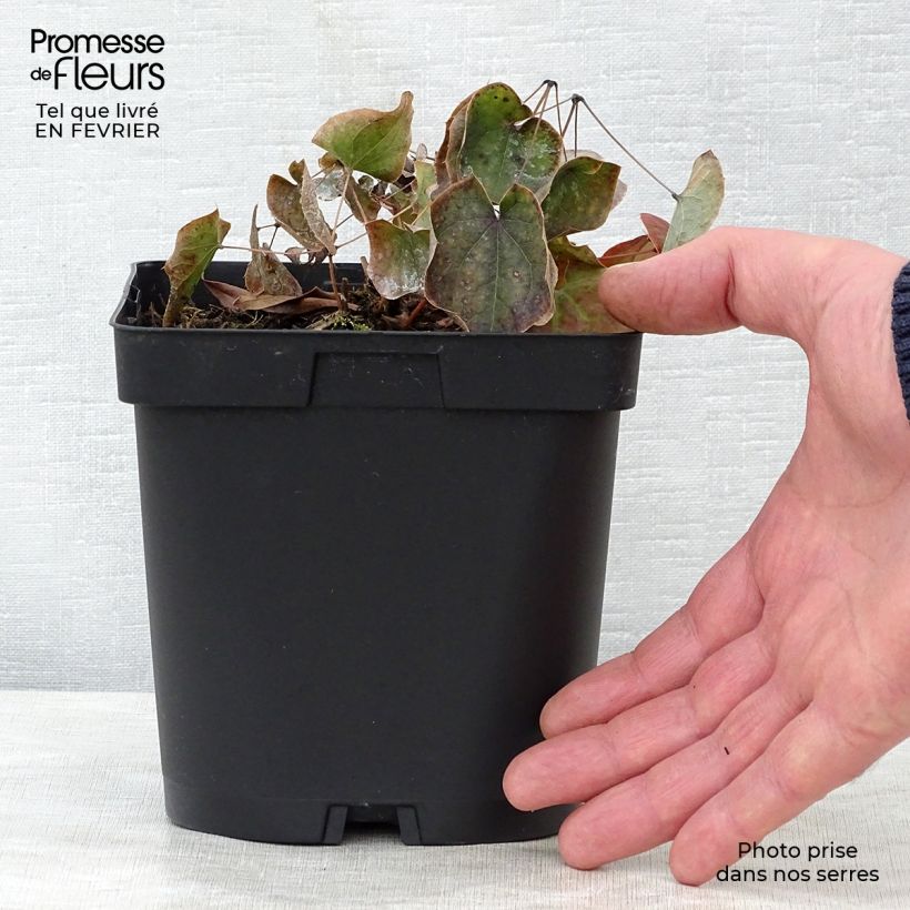 Example of Epimedium warleyense - Fleur des Elfes Pot de 2L/3L as you get in hiver