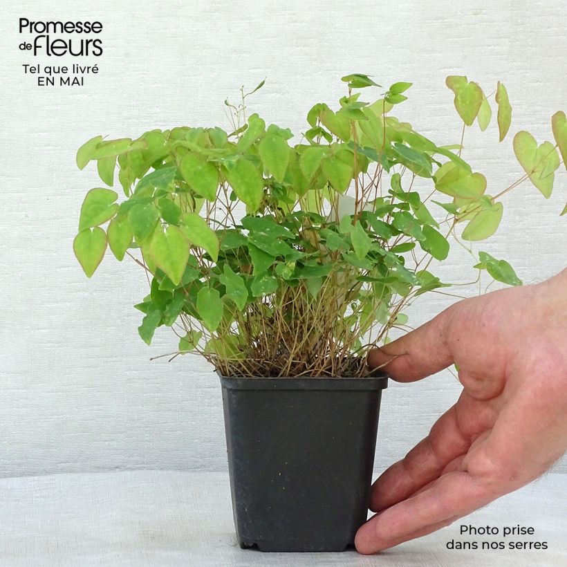 Example of Epimedium youngianum Merlin, Fleur des elfes Godet de 8/9 cm as you get in printemps