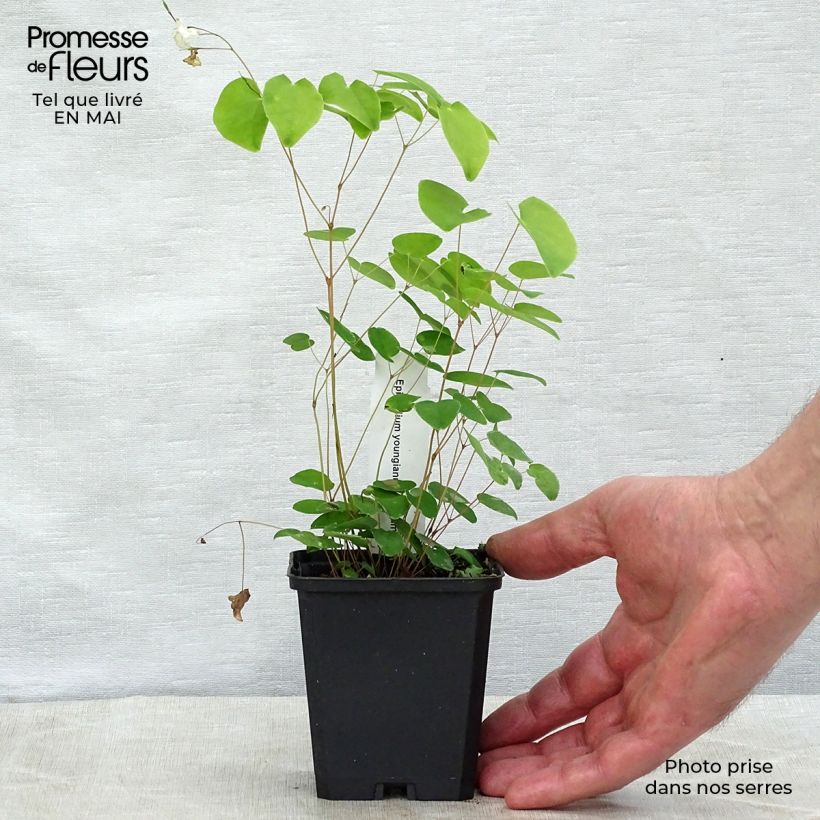 Example of Epimedium youngianum Niveum - Fleur des elfes Godet de 8/9 cm as you get in printemps