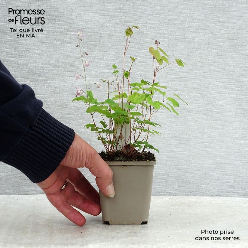 Example of Epimedium youngianum Roseum, Fleur des elfes Godet de 8/9 cm as you get in printemps