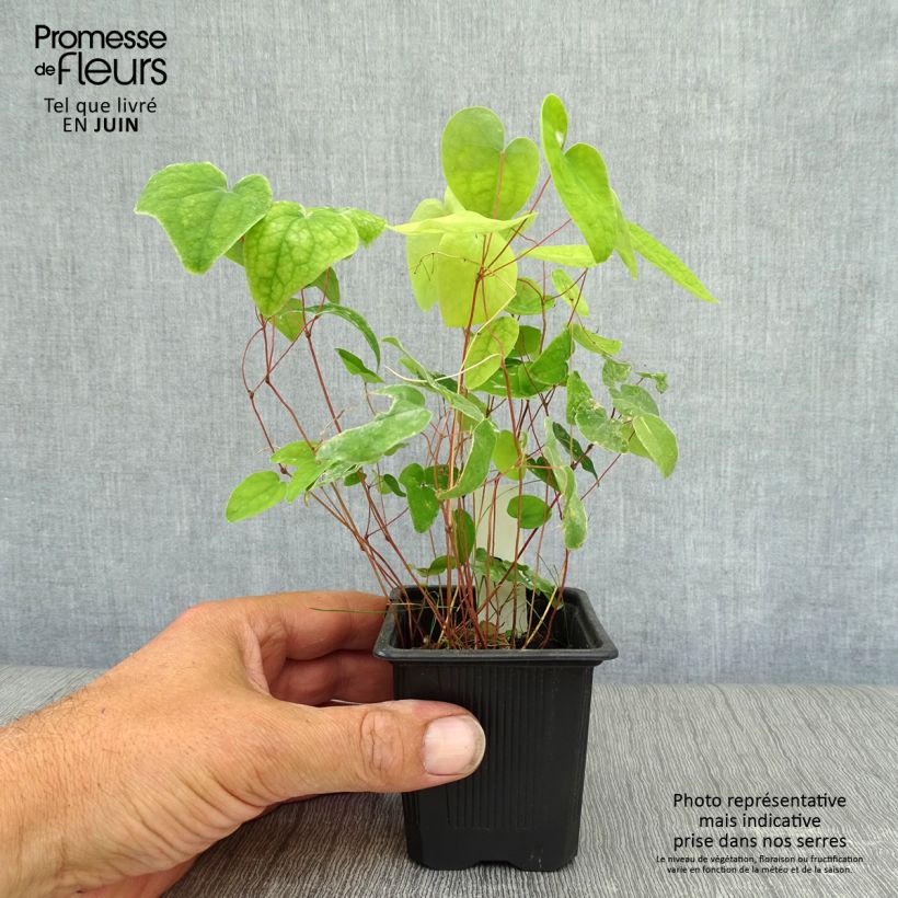 Spécimen de Epimedium youngianum Roseum - Fleur des elfes Godet de 8/9 cm tel que livré en été