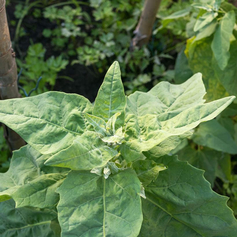 Epinard Géant d'Hiver (Foliage)