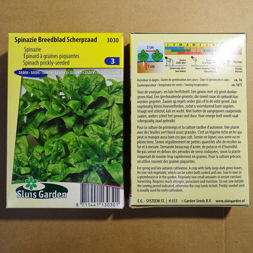 Exemple de spécimen de Epinard à graines piquantes - Spinachia oleracea le sachet de 5000 graines environ (50g) tel que livré