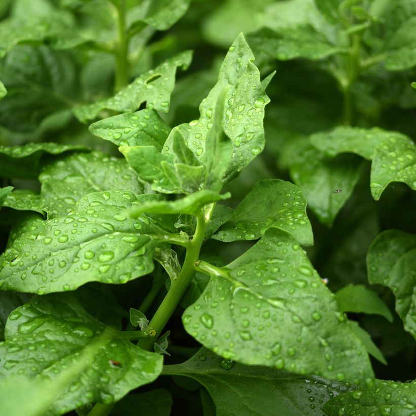 Epinard de Nouvelle Zélande - Tétragone - Tetragonia tetragonioides (Feuillage)
