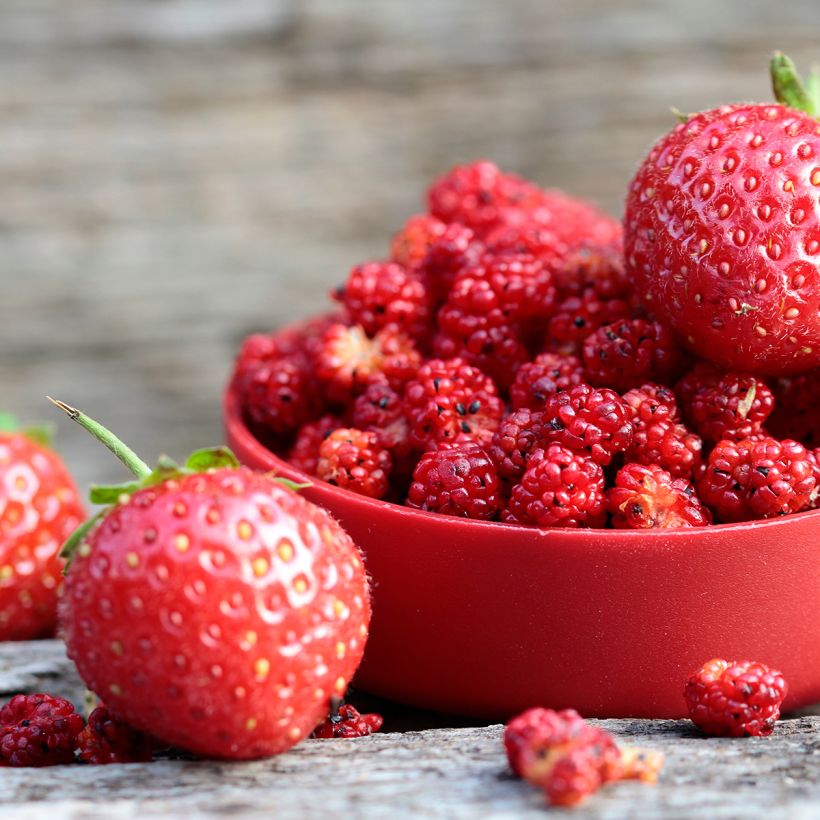 Epinard-fraise - Chenopodium foliosum (Harvest)