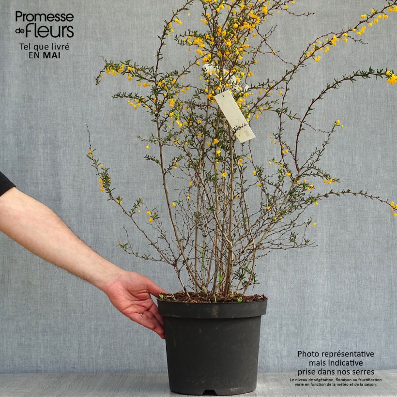 Example of Berberis x stenophylla - Épine-vinette à feuilles étroites  Pot de 7,5L/10L as you get in printemps