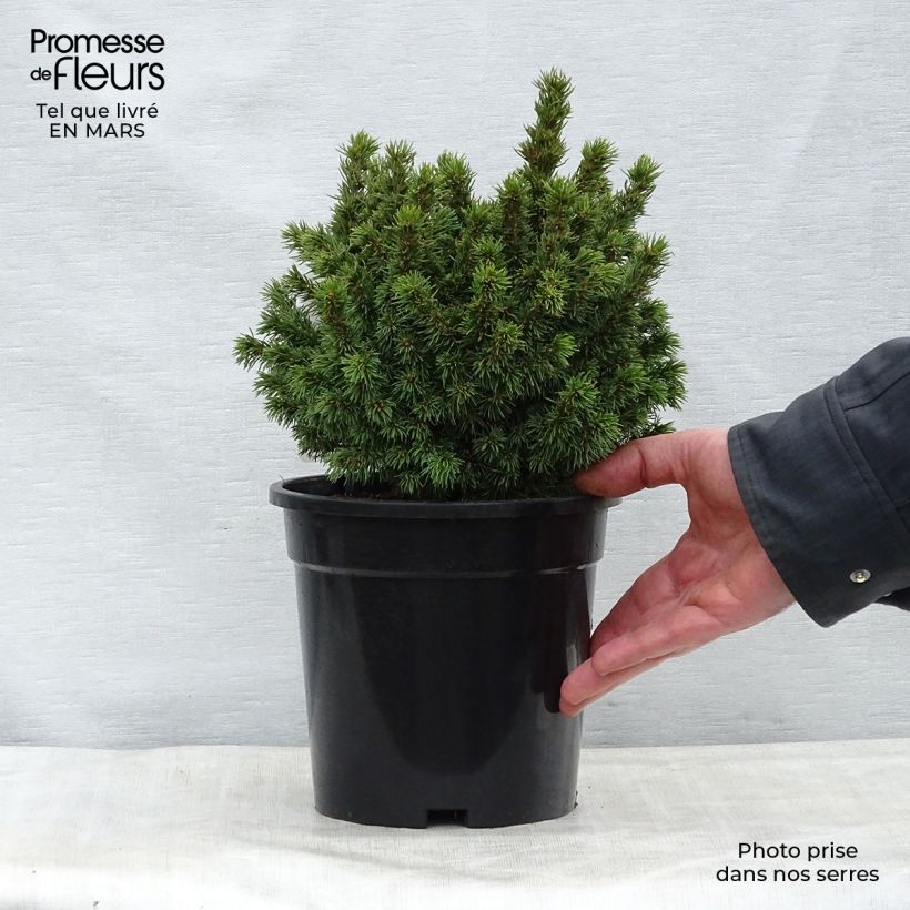 Example of Epinette blanche - Picea glauca Alberta Globe   Pot de 2L/3L as you get in printemps