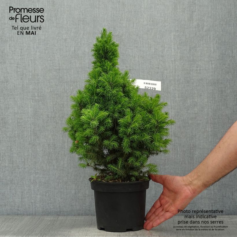 Example of Epinette blanche - Picea glauca Conica Blue                         Pot de 3L/4L as you get in printemps
