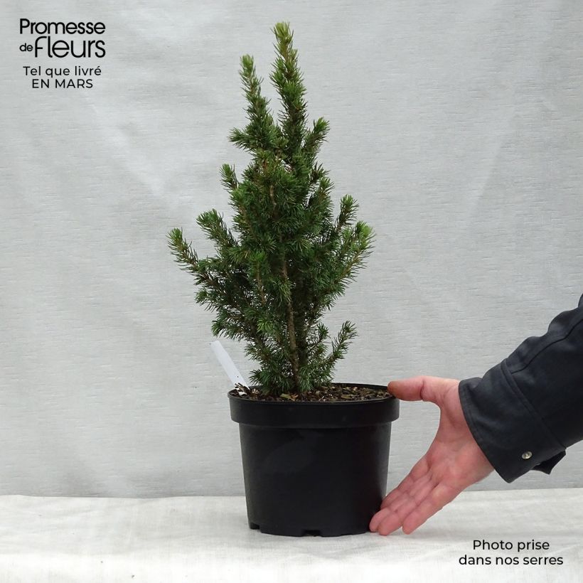 Example of Epinette blanche - Picea glauca Daisy's White Pot de 2L/3L as you get in printemps