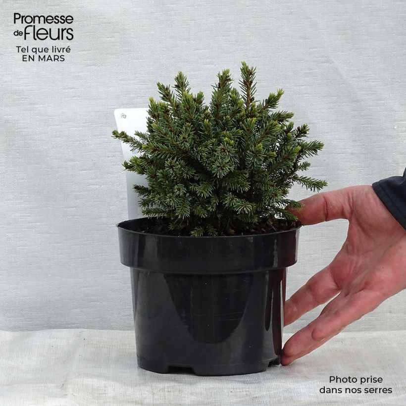 Example of Epinette blanche - Picea glauca Echiniformis                       Pot de 2L/3L as you get in printemps