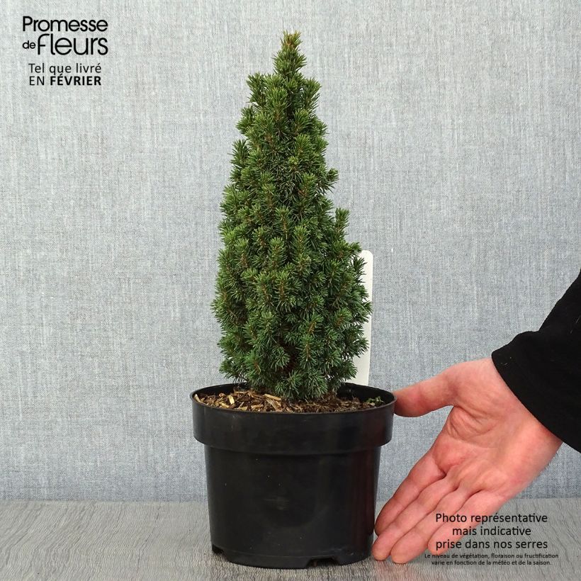 Example of Epinette blanche - Picea glauca Piccolo Pot de 2L/3L as you get in hiver