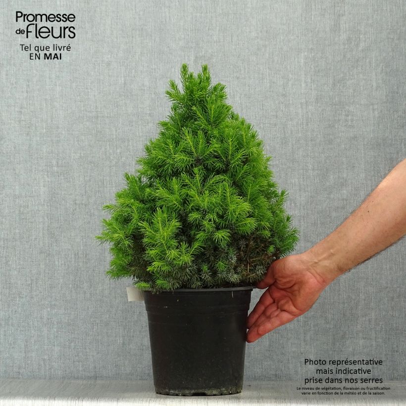 Example of Epinette blanche - Picea glauca Sander's Blue                       Pot de 4L/5L as you get in printemps