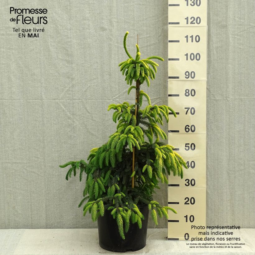 Example of Epinette noire - Picea mariana Aurea  Pot de 12L/15L as you get in printemps