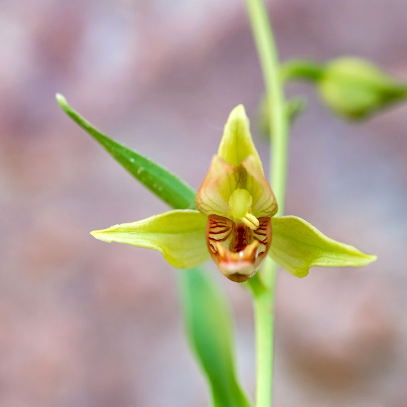 Epipactis gigantea - Helleborine (Flowering)