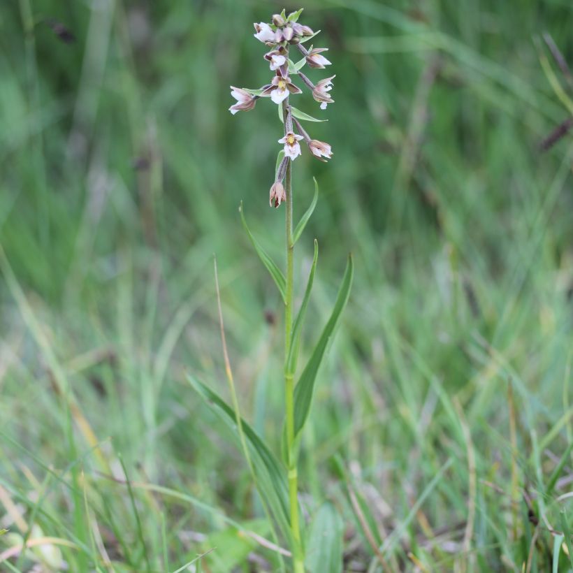 Epipactis palustris, Orchidée des marais  (Plant habit)