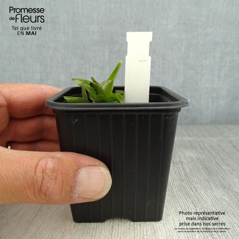 Example of Epipactis palustris, Orchidée des marais  Godet de 8/9 cm as you get in printemps