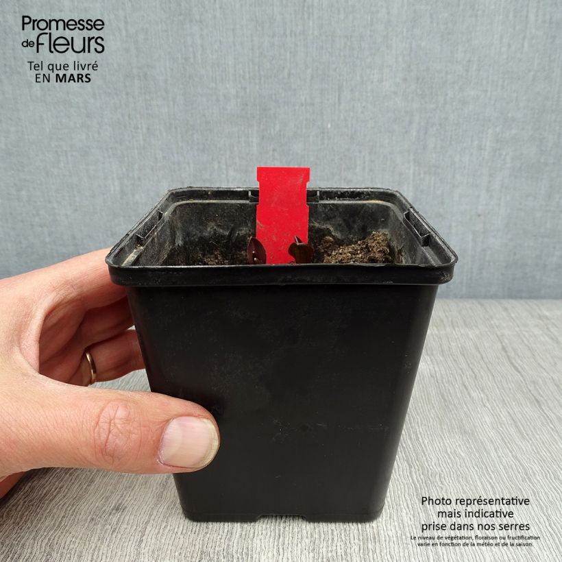 Example of Epipactis palustris, Orchidée des marais  Pot de 1L/1,5L as you get in printemps