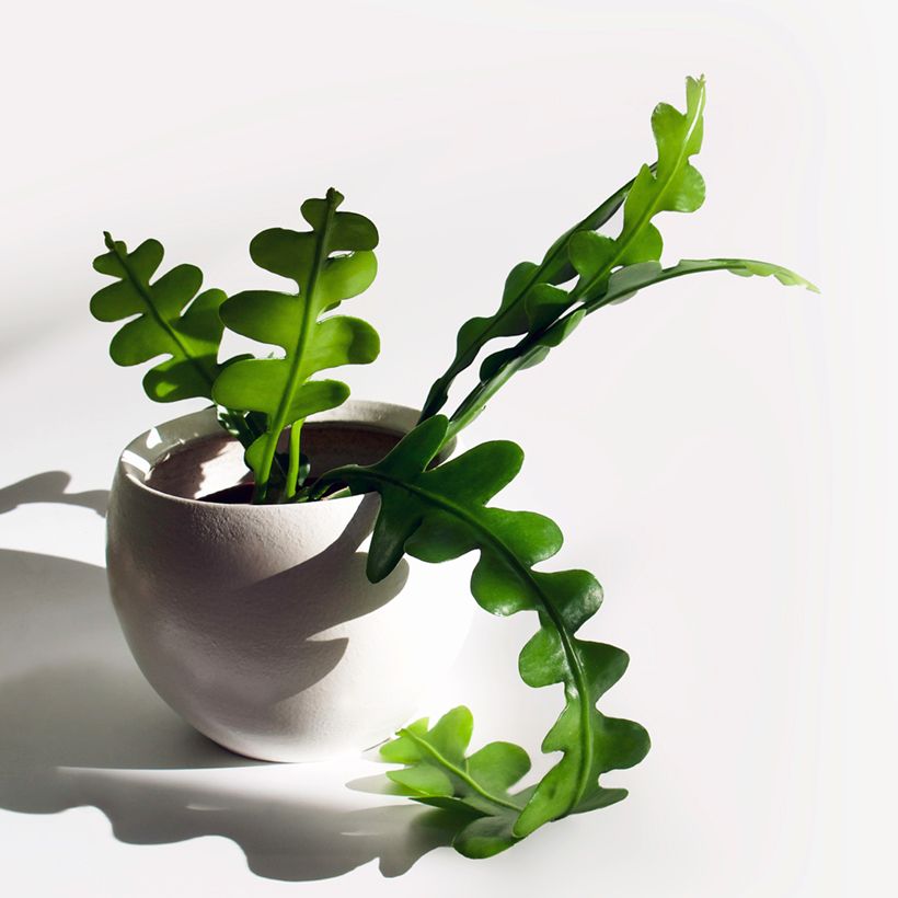 Epiphyllum anguliger - Cactus zig-zag (Foliage)