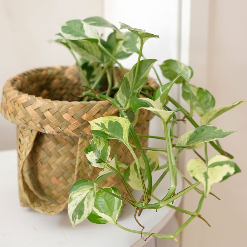 Epipremnum N'joy - Pothos (Plant habit)