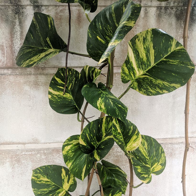 Epipremnum aureum - Pothos (Foliage)