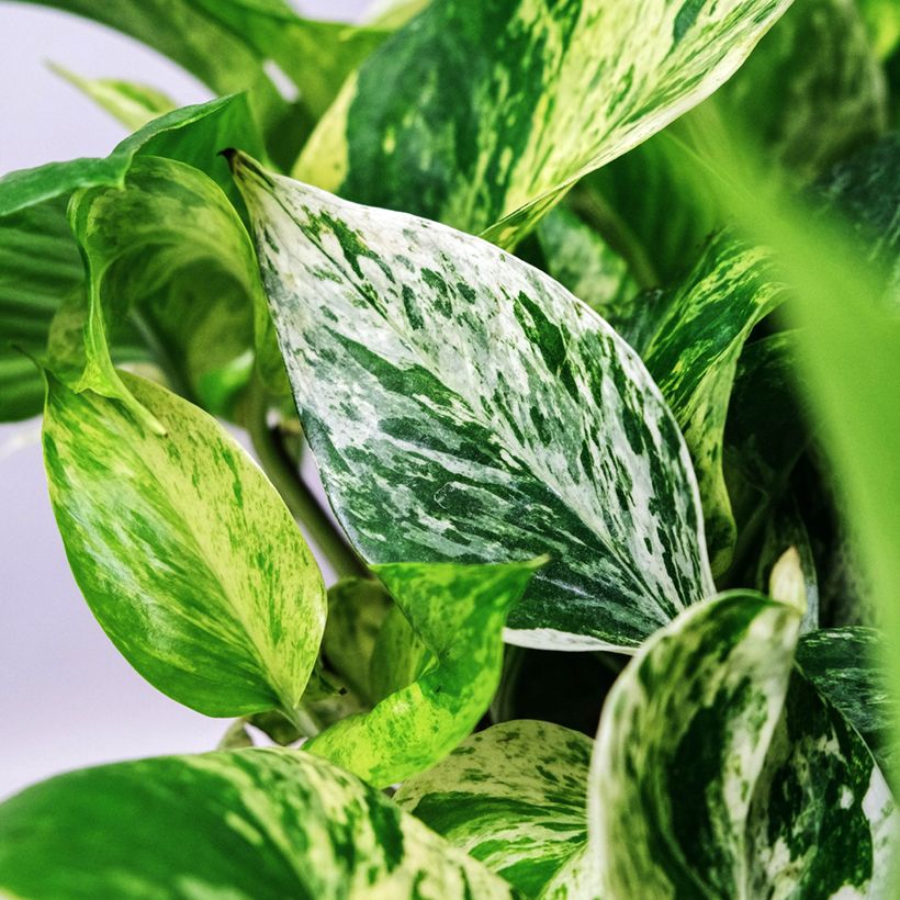 Epipremnum aureum Marble Queen - Pothos (Foliage)