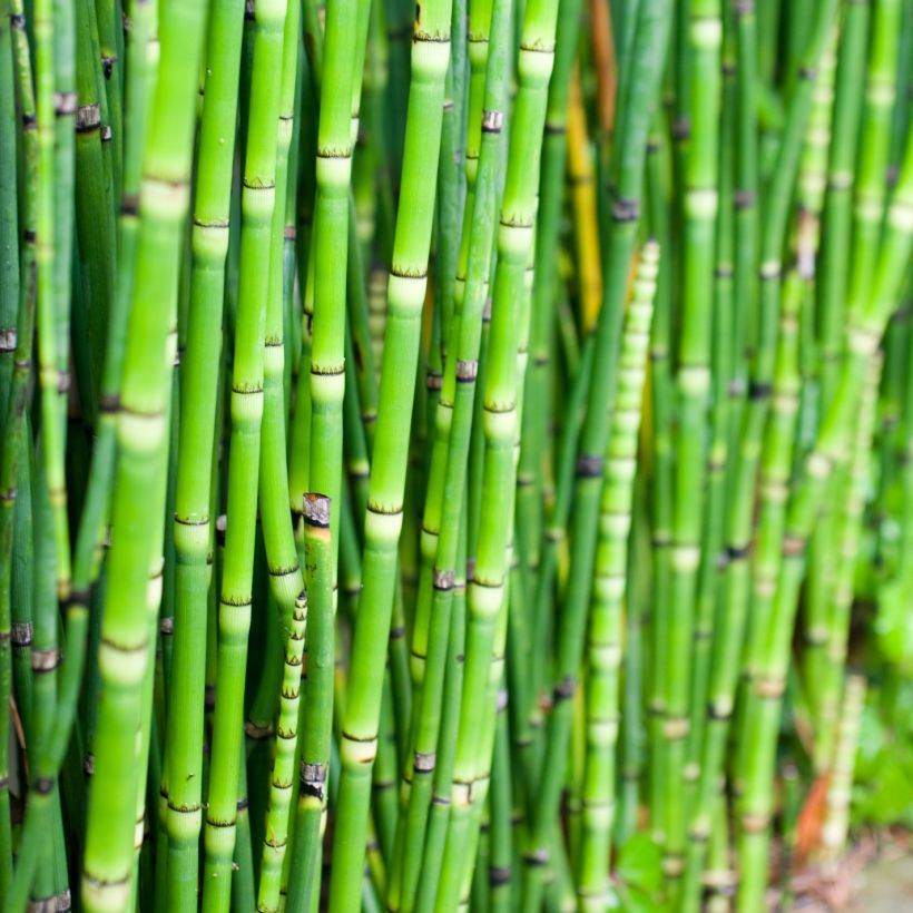 Equisetum camtschatcense, Prèle (Foliage)