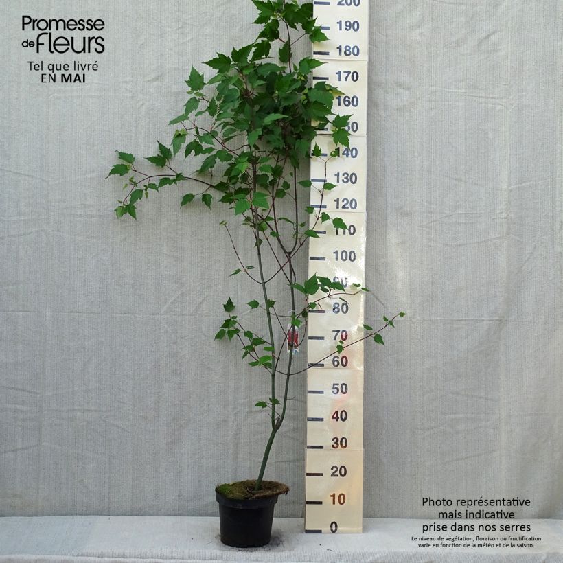 Example of Erable à peau de serpent - Acer capillipes Pot de 7,5L/10L, Baliveau as you get in printemps