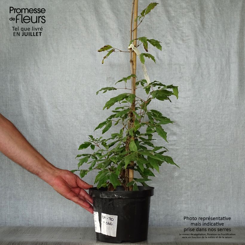 Spécimen de Erable à trois fleurs - Acer triflorum Pot de 4L/5L tel que livré en été