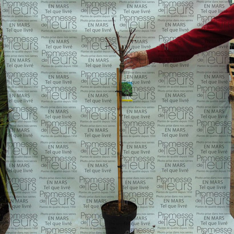 Example of Erable boule - Acer platanoides Globosum Pot de 3L/4L, Tige as you get