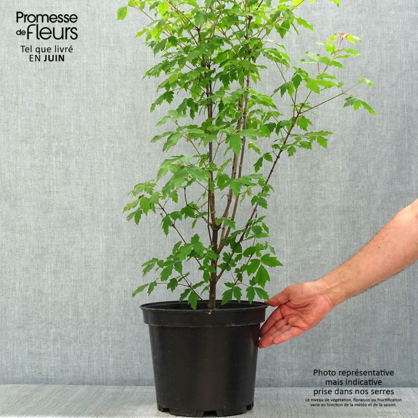 Example of Érable cannelle - Acer griseum Pot de 7,5L/10L as you get in printemps