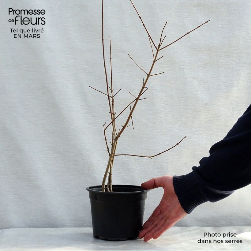 Example of Erable champêtre - Acer campestre Pot de 2L/3L as you get in printemps