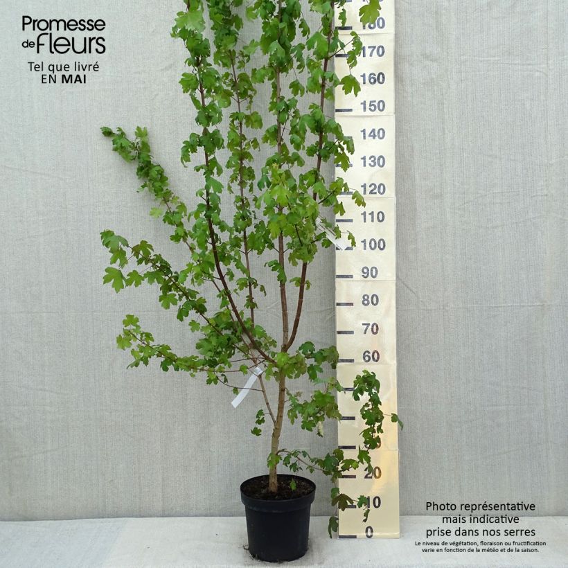 Example of Erable champêtre - Acer campestre Pot de 4L/5L as you get in printemps