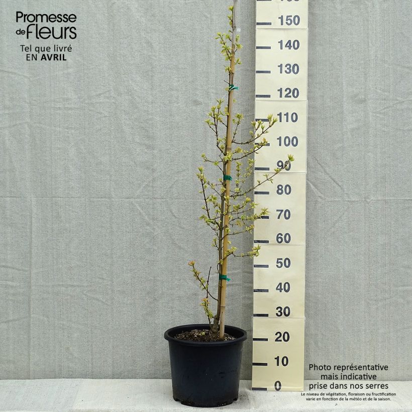 Spécimen de Erable champêtre - Acer campestre Carnival Pot de 12L/15L, Baliveau tel que livré au printemps