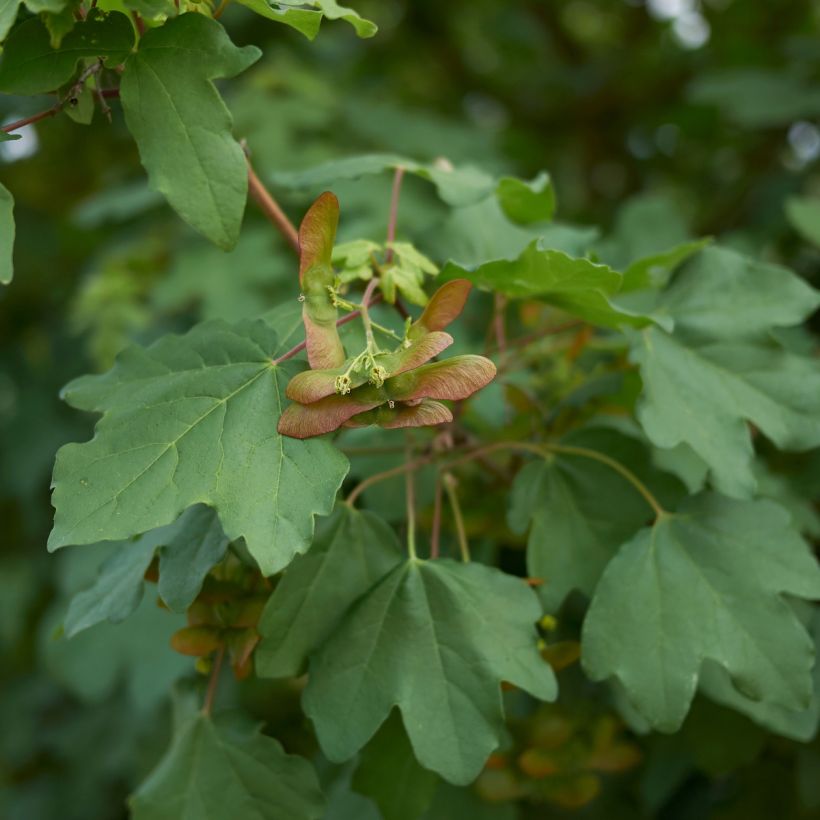 Erable champêtre - Acer campestre (Foliage)