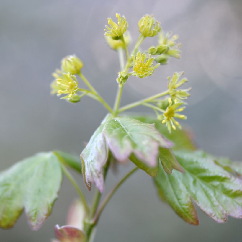 Erable champêtre - Acer campestre (Flowering)