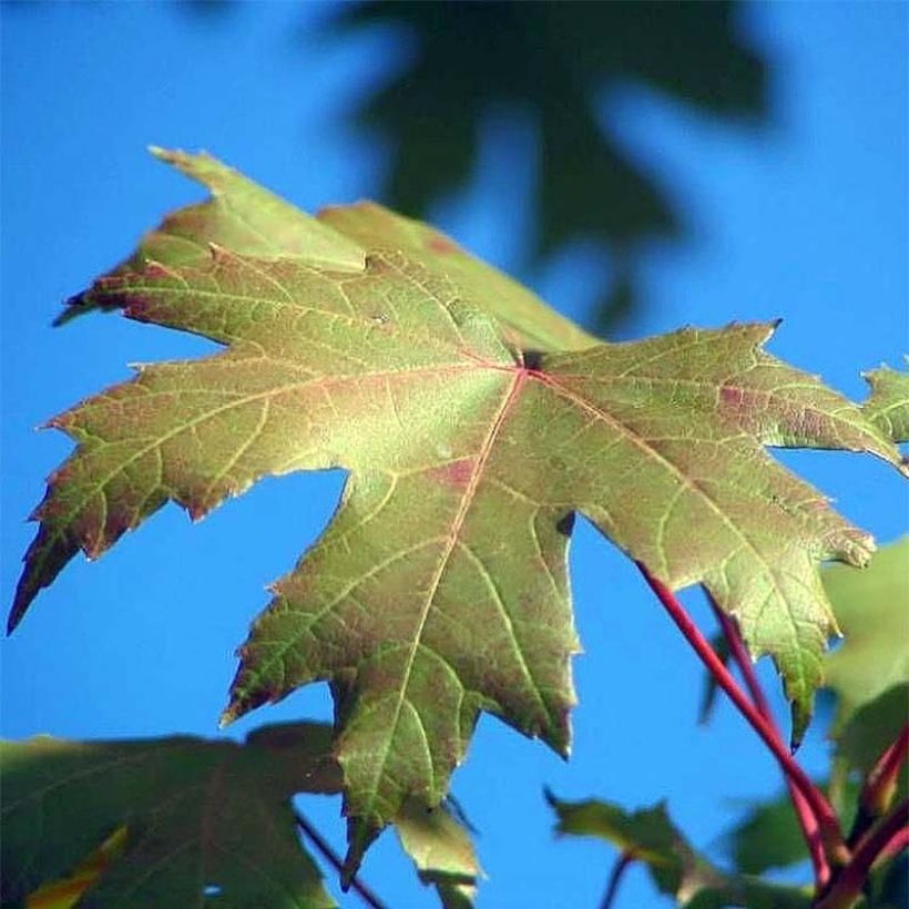 Acer x freemanii Autumn Blaze - Erable de Freeman (Foliage)