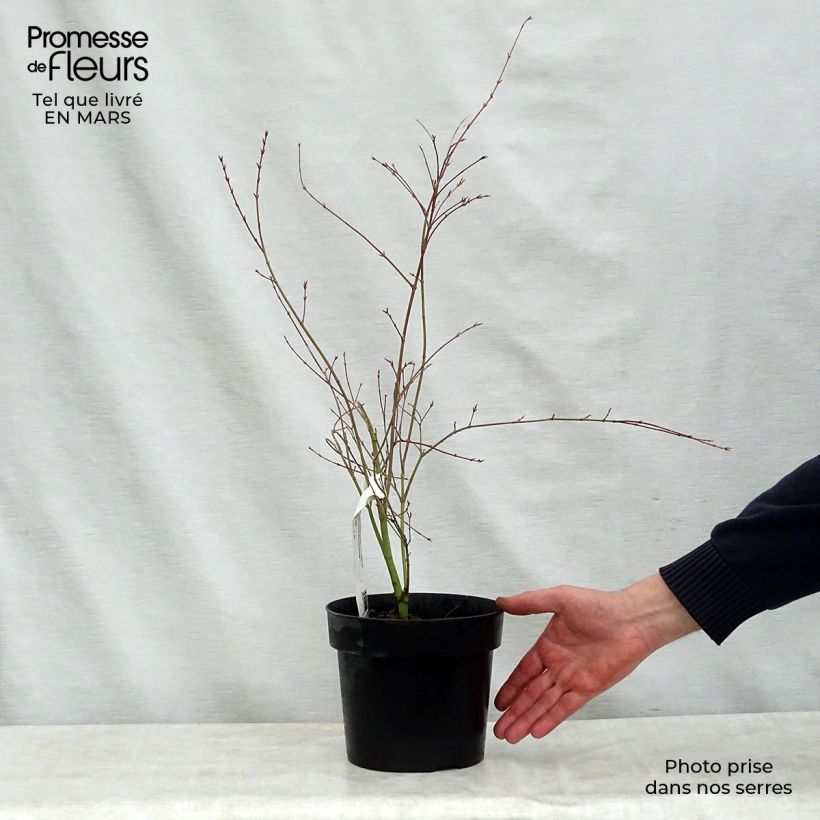 Example of Erable du Japon - Acer palmatum Beni Shichihenge Pot de 3L/4L as you get in printemps