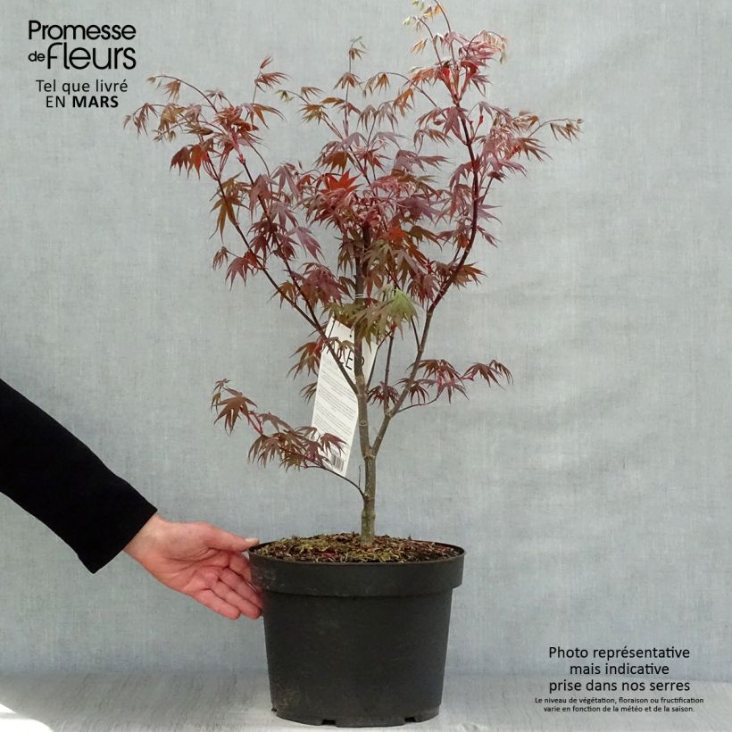 Example of Érable du Japon - Acer palmatum Bloodgood Pot de 7,5L/10L as you get in printemps