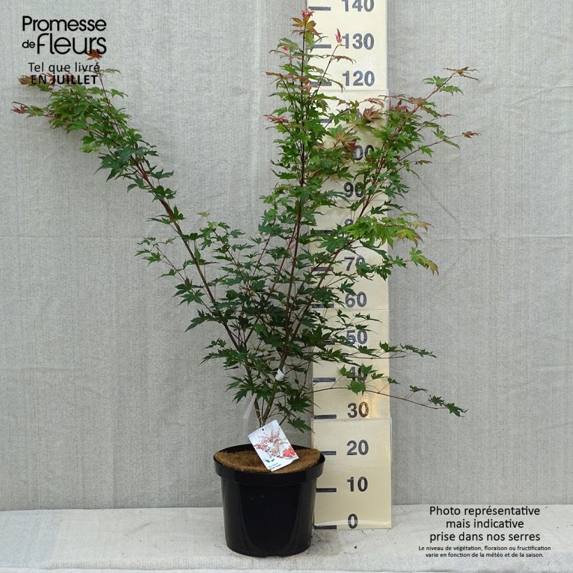Spécimen de Erable du Japon - Acer palmatum Brown Sugar Pot de 7,5L/10L tel que livré en été