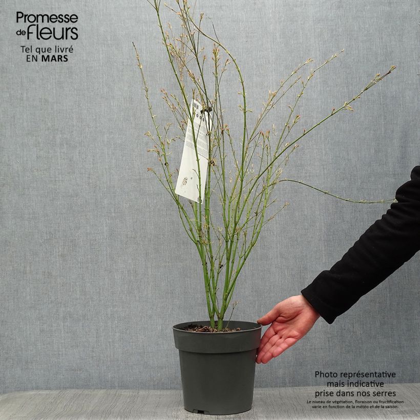 Example of Érable du Japon - Acer palmatum Butterfly Pot de 4L/5L as you get in printemps