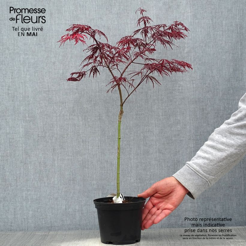 Example of Érable du Japon - Acer palmatum Crimson Queen Pot de 2L/3L as you get in printemps