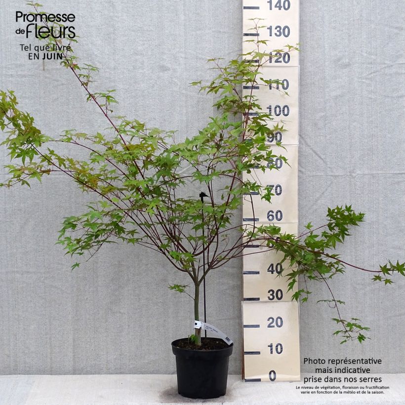 Spécimen de Érable du Japon - Acer palmatum Deshojo Pot de 4L/5L, Greffé tel que livré en été