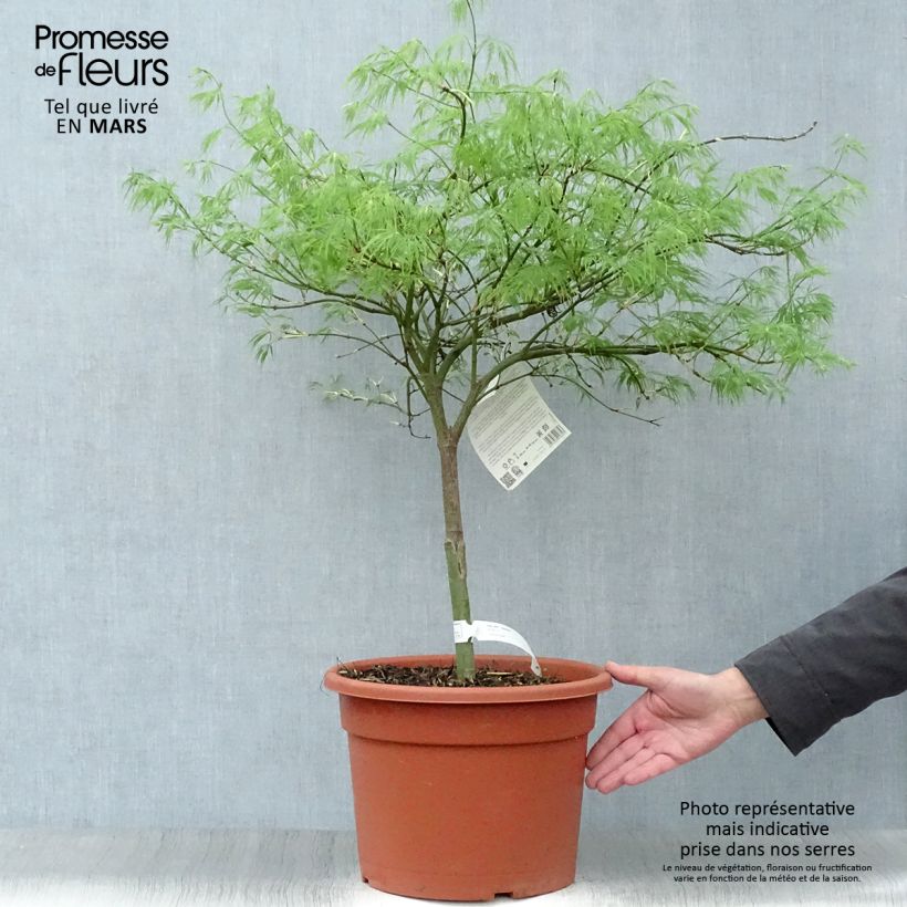 Example of Érable du Japon - Acer palmatum Dissectum Pot de 7,5L/10L as you get in printemps