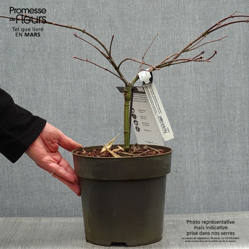Example of Érable du Japon - Acer palmatum Dissectum Tamukeyama Pot de 4L/5L as you get in printemps
