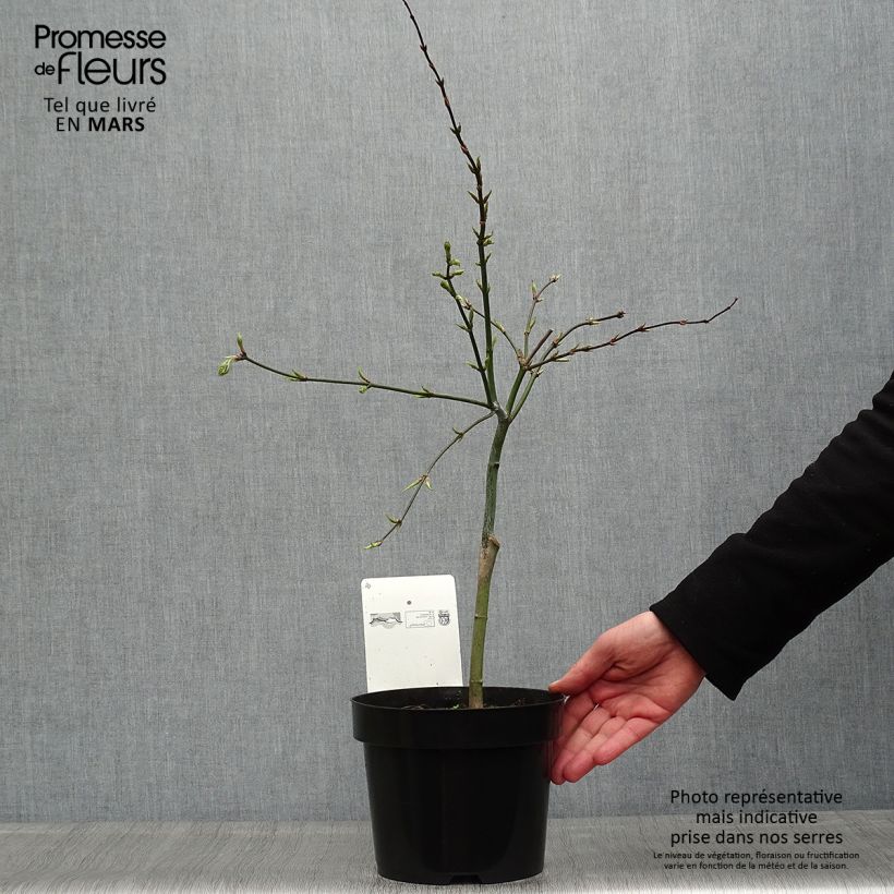 Example of Érable du Japon - Acer palmatum Dissectum Pot de 3L/4L as you get in printemps