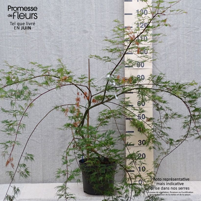 Spécimen de Érable du Japon - Acer palmatum Emerald Lace Pot de 7,5L/10L tel que livré en été